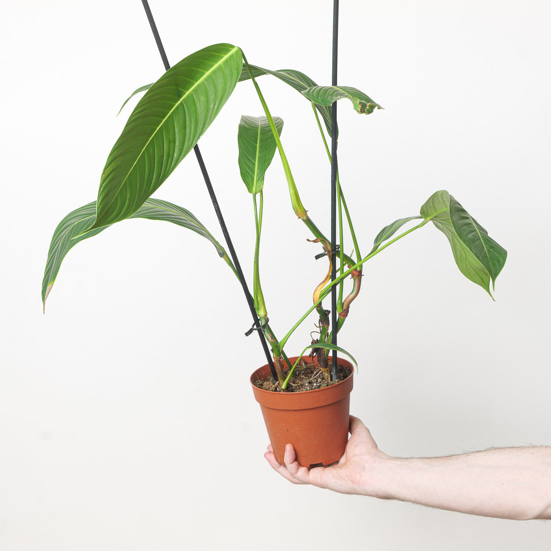 Philodendron Heterocraspedon 14cm Plants GrowTropicals