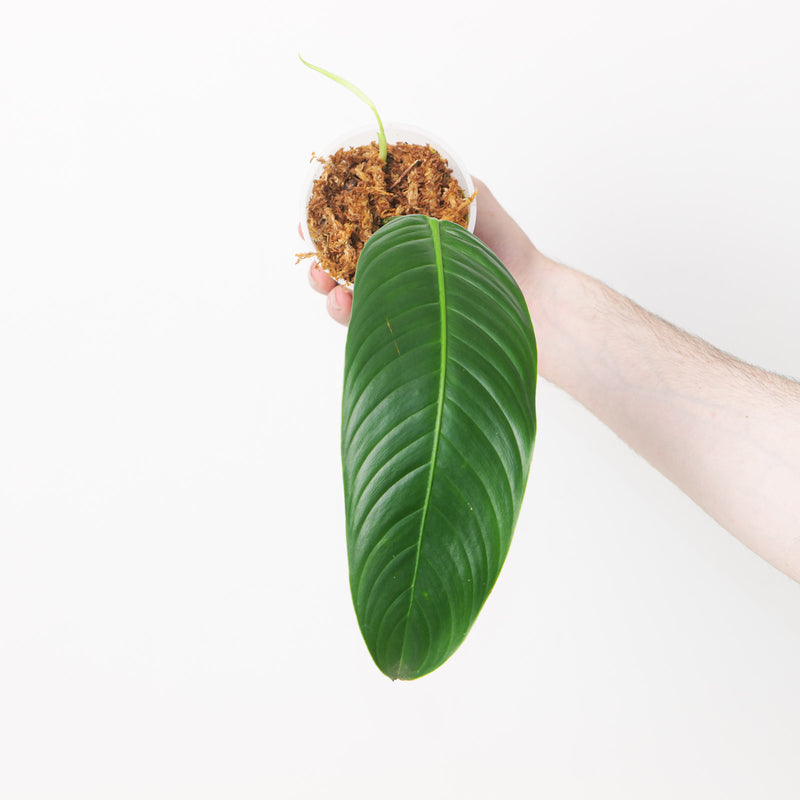 Philodendron Heterocraspedon — 9cm