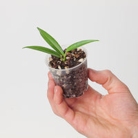 Heteropsis aff.