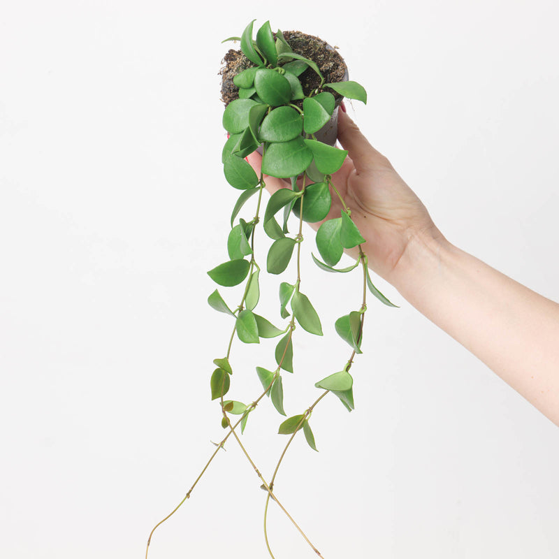 Hoya heuschkeliana 9cm Plants GrowTropicals