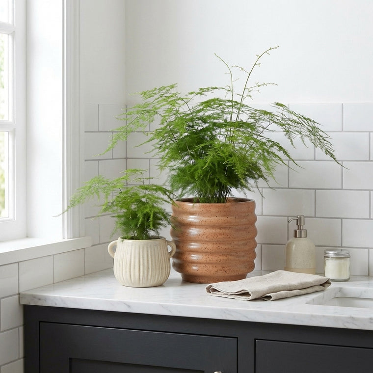 philodendron xanadu lime Philodendron 'Xanadu Lime' | Plants