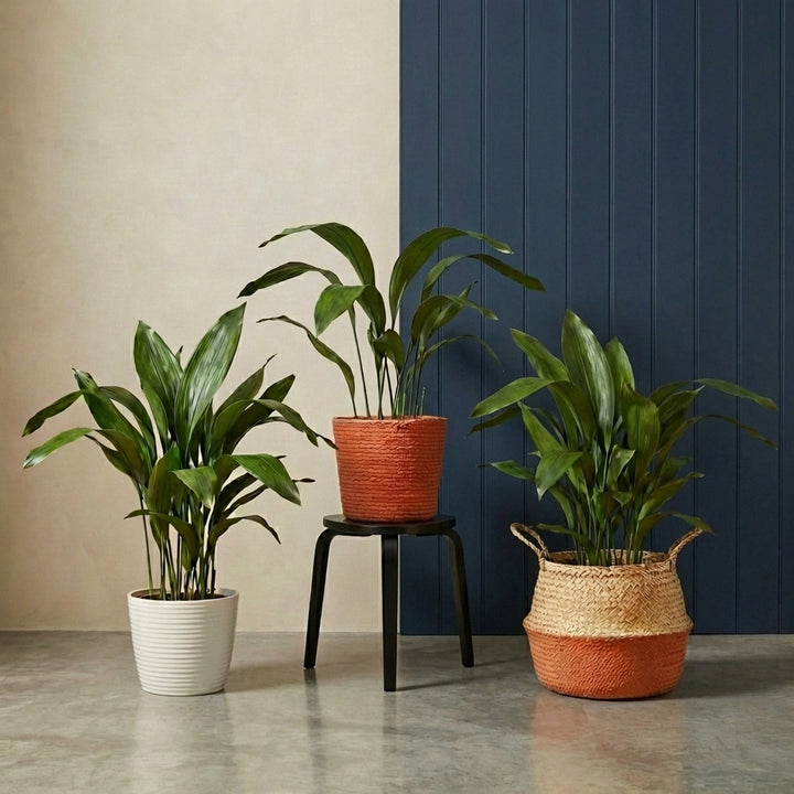 Aspidistra elatior Plants GrowTropicals