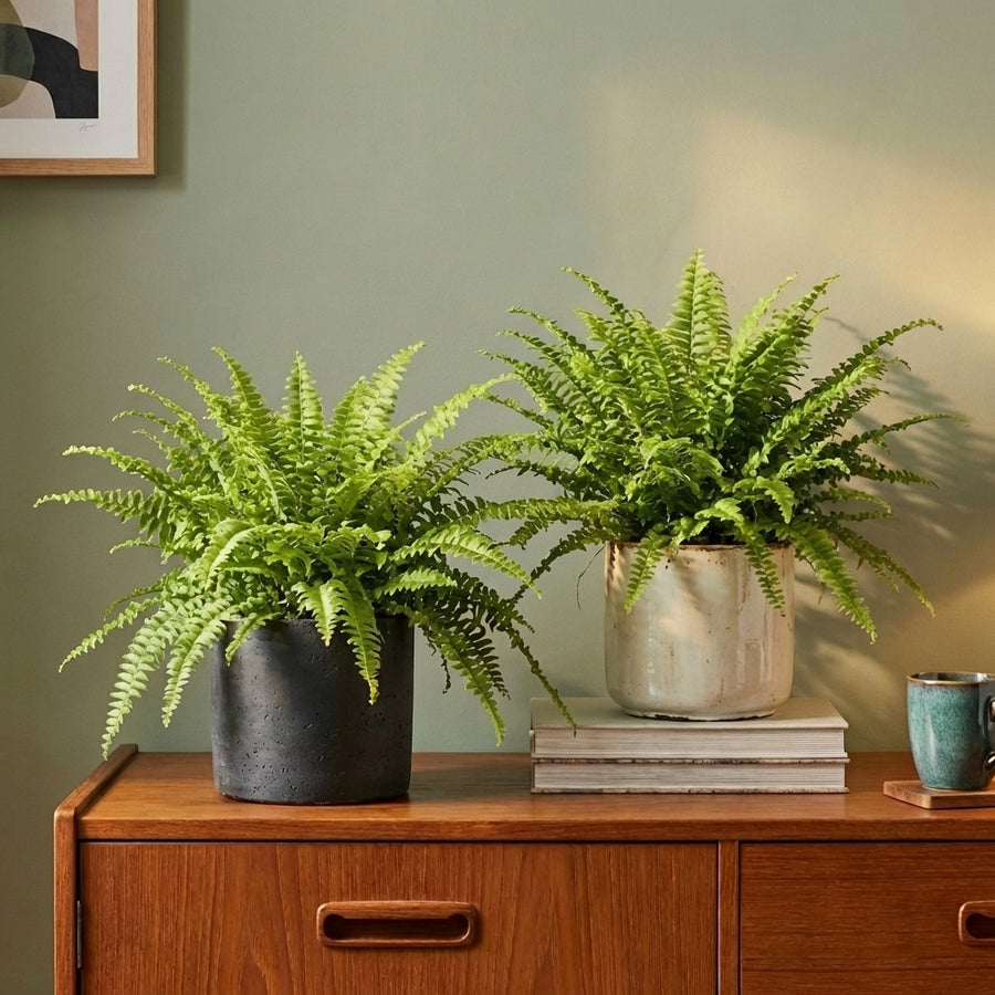 Nephrolepis exaltata 'Green Lady' | Boston Fern Plants GrowTropicals