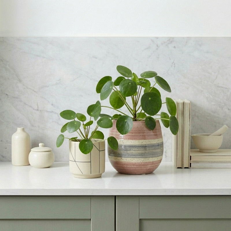 Pilea peperomioides Plants GrowTropicals