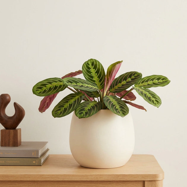 25-35cm maranta fascinator prayer plant 12cm pot house plant Maranta leuconeura 'Fascinator' | Plants