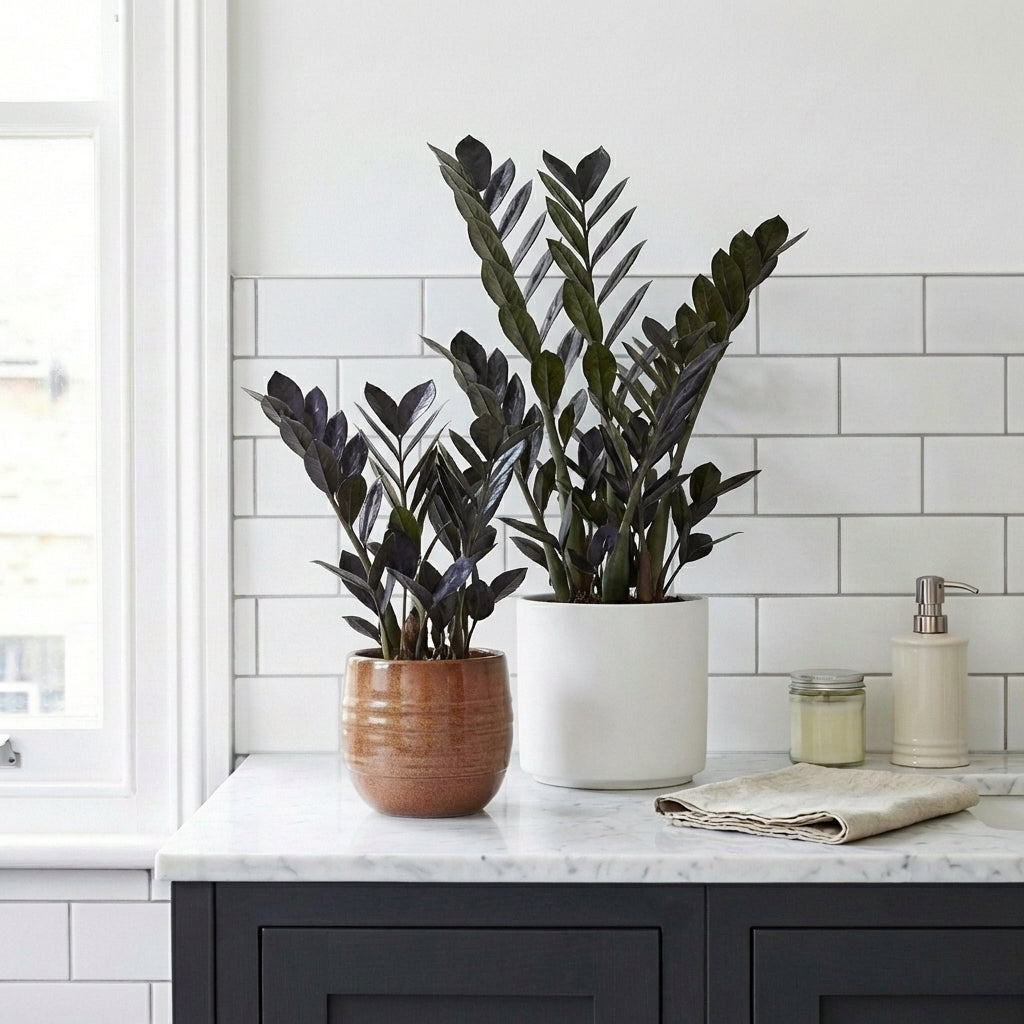 zz black raven plant Zamioculcas zamiifolia 'Raven'
