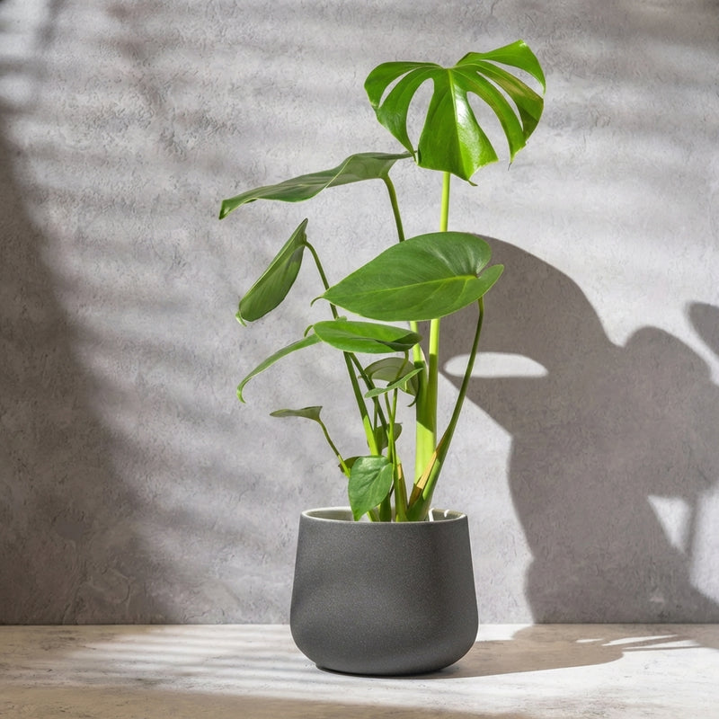 Monstera Deliciosa Plants GrowTropicals