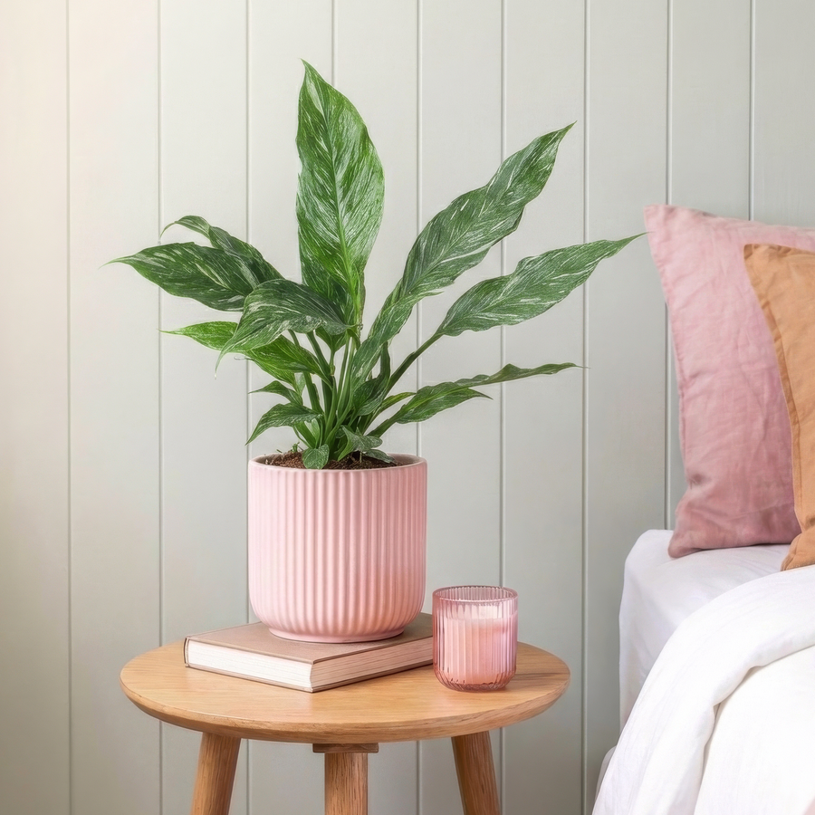 Spathiphyllum Diamond | Variegated Peace Lily Plants GrowTropicals