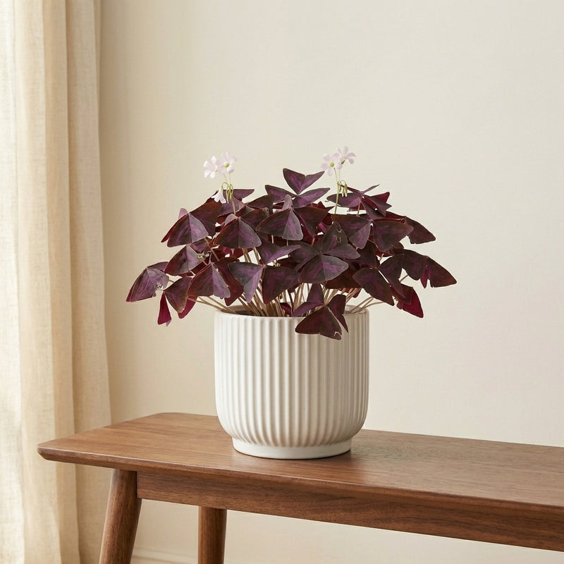 Oxalis triangularis 'Mijke' Plants - Outdoor GROW TROPICALS