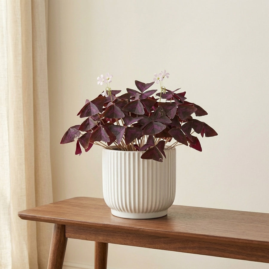 Oxalis triangularis 'Mijke' Plants GrowTropicals