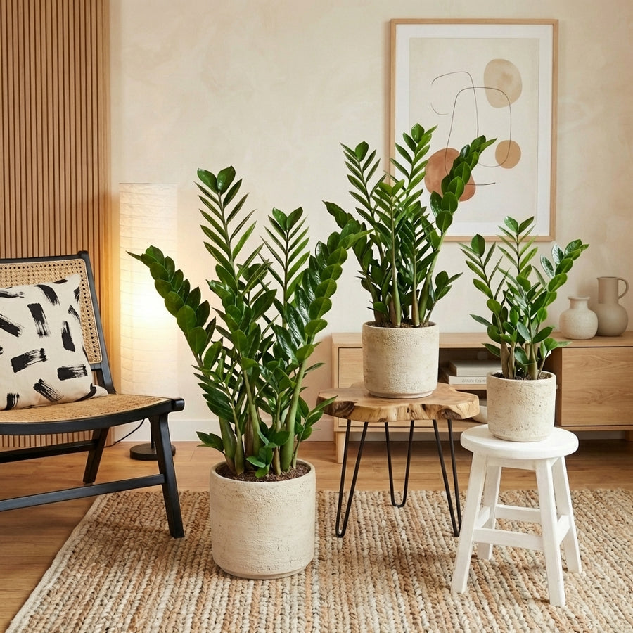 Zamioculcas zamiifolia | ZZ Plant Plants GrowTropicals