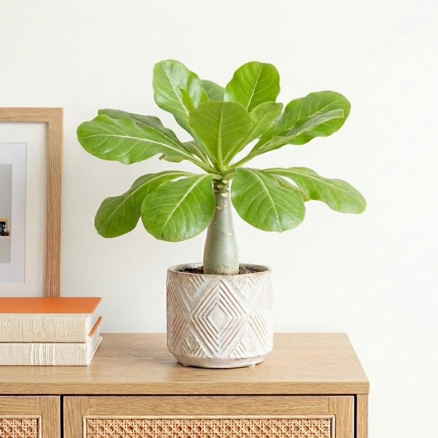 Brighamia insignis | Hawaiian Palm Plants GrowTropicals