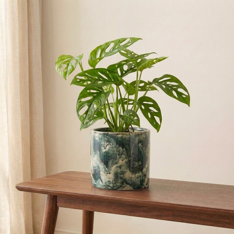 Monstera adansonii 'Monkey Mask' Plants GrowTropicals