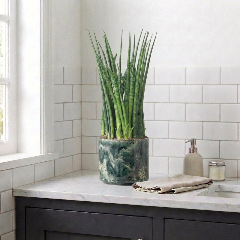 Sansevieria Fernwood Plants GrowTropicals
