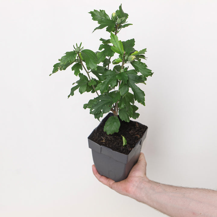 Hibiscus syriacus 'Admiral Dewey' 13cm / 1L Plants - Outdoor GROW TROPICALS