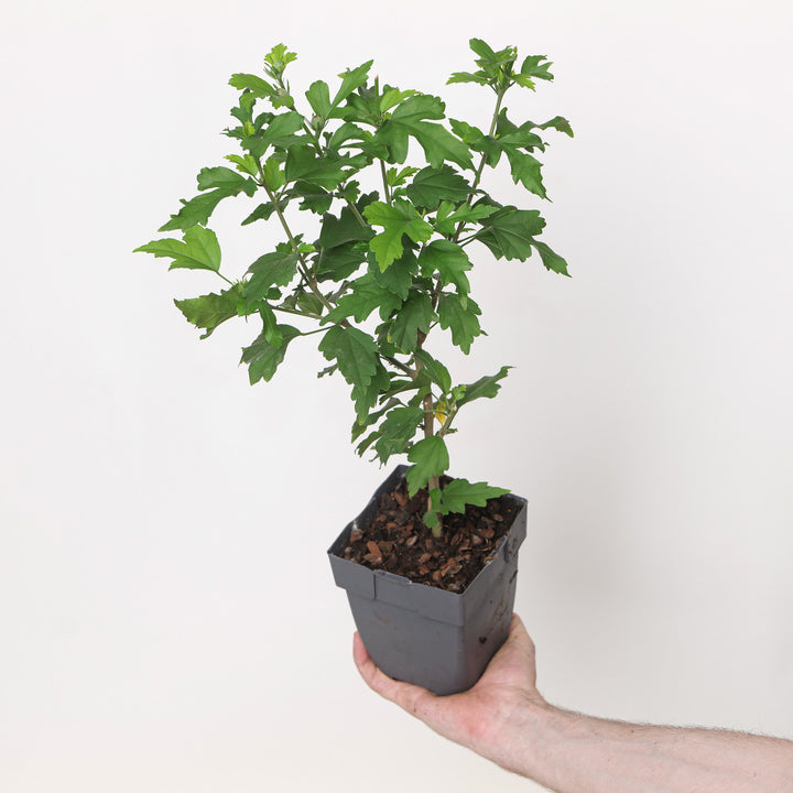 Hibiscus syriacus 'Duc de Brabant' Plants - Outdoor GROW TROPICALS
