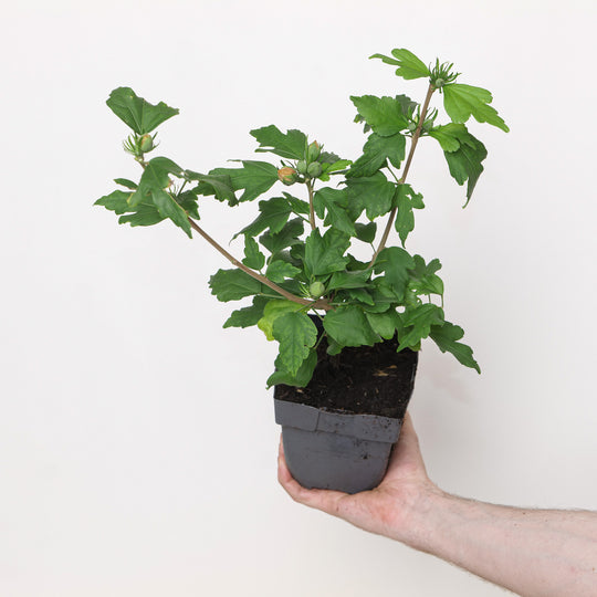 Hibiscus syriacus 'Hamabo' Plants - Outdoor GROW TROPICALS