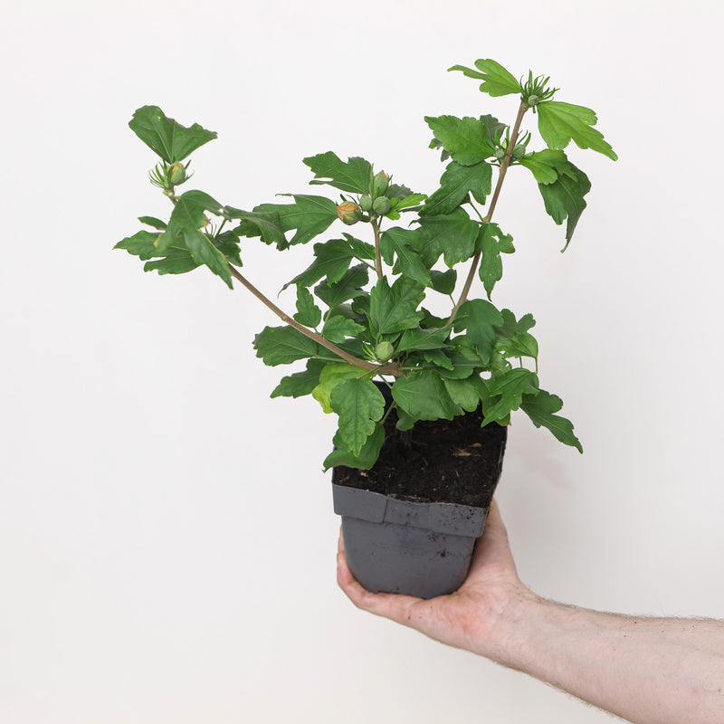 Hibiscus syriacus 'Hamabo' Plants - Outdoor GROW TROPICALS