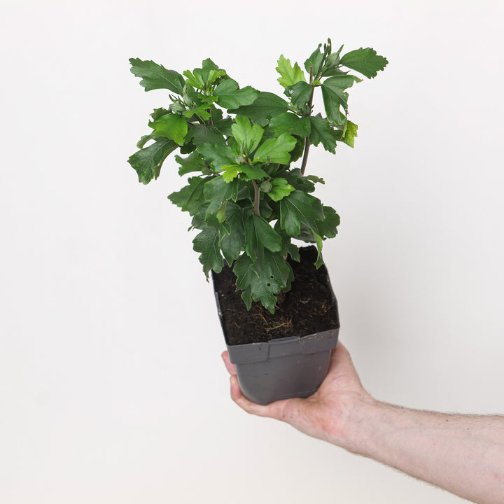 Hibiscus syriacus 'Red Heart' Plants - Outdoor GROW TROPICALS