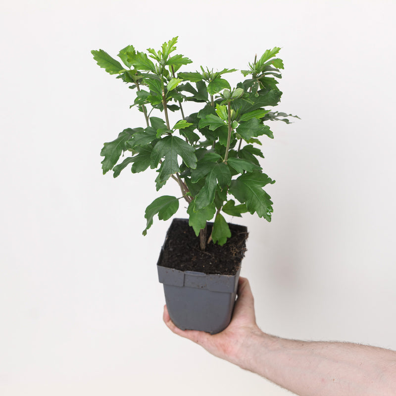 Hibiscus syriacus 'Speciosus' Plants - Outdoor GROW TROPICALS