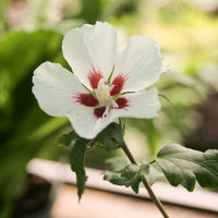Hibiscus syriacus 'Red Heart'