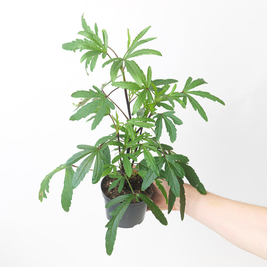 Hibiscus sabdariffa | Hibiscus Tea Plant Plants GrowTropicals