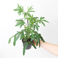 Hibiscus sabdariffa | Hibiscus Tea Plant