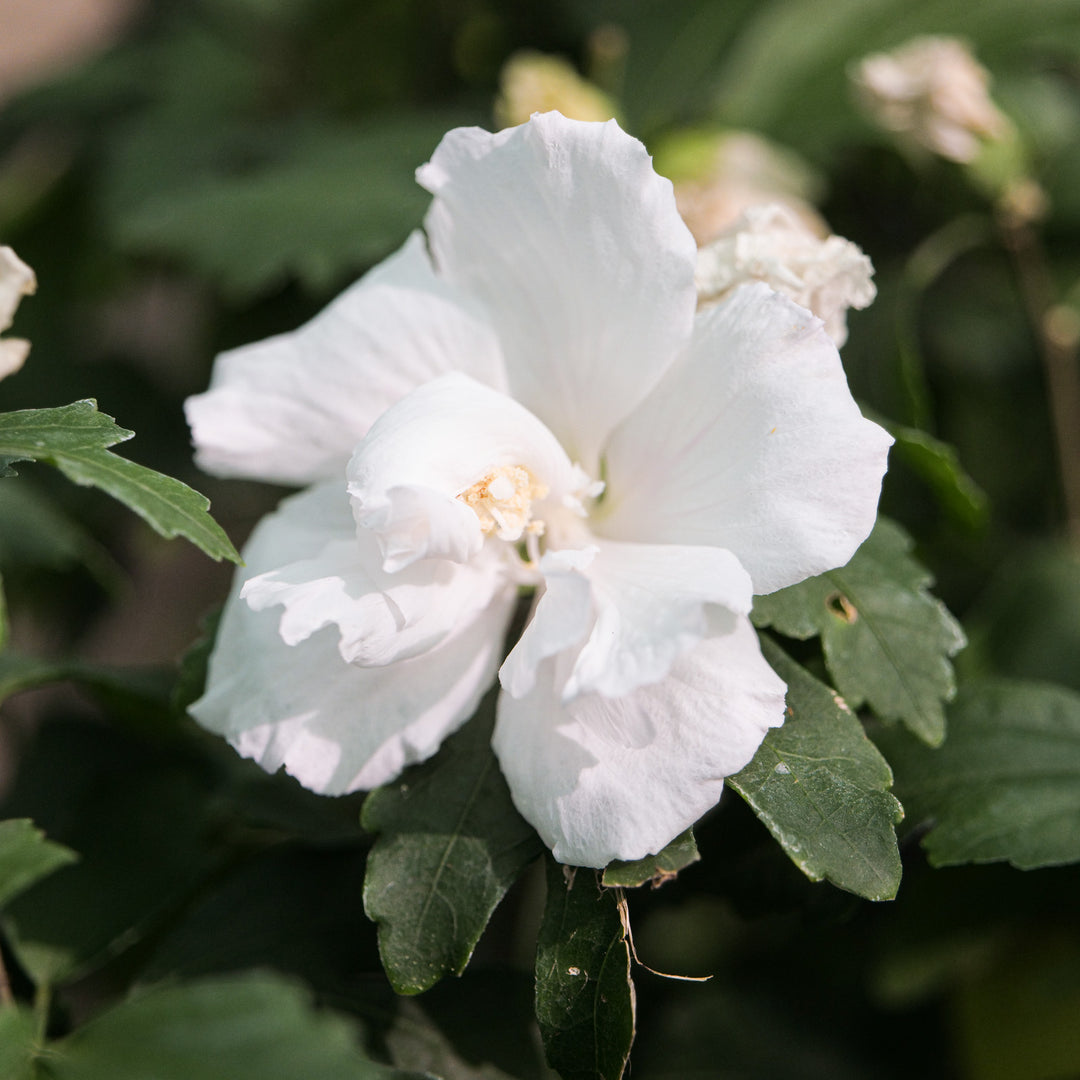 Hibiscus syriacus 'Admiral Dewey' Plants - Outdoor GROW TROPICALS