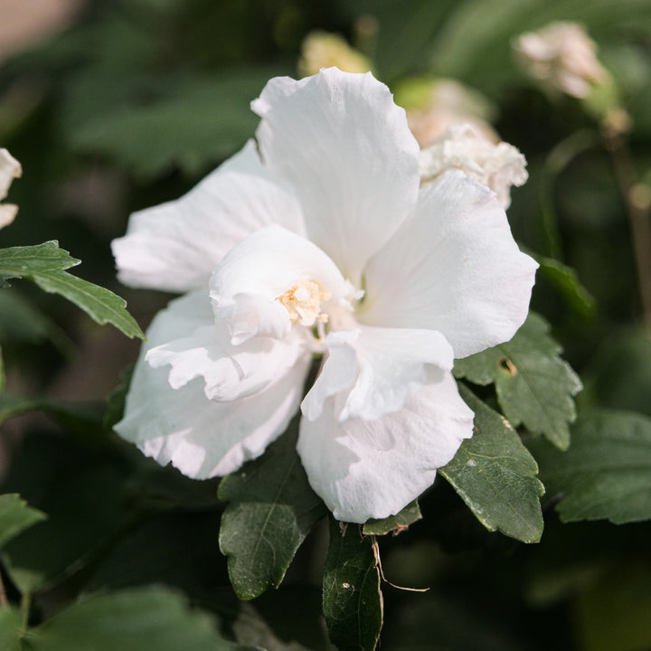 Hibiscus syriacus 'Admiral Dewey' Plants - Outdoor GROW TROPICALS