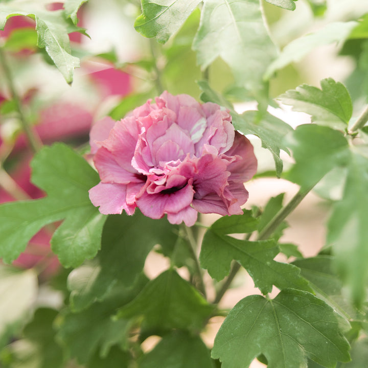 Hibiscus syriacus 'Duc de Brabant' Plants - Outdoor GROW TROPICALS