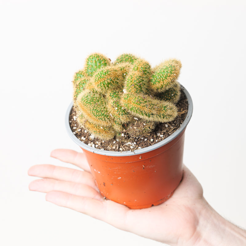 Hildewintera aureispina cristata Plants GrowTropicals