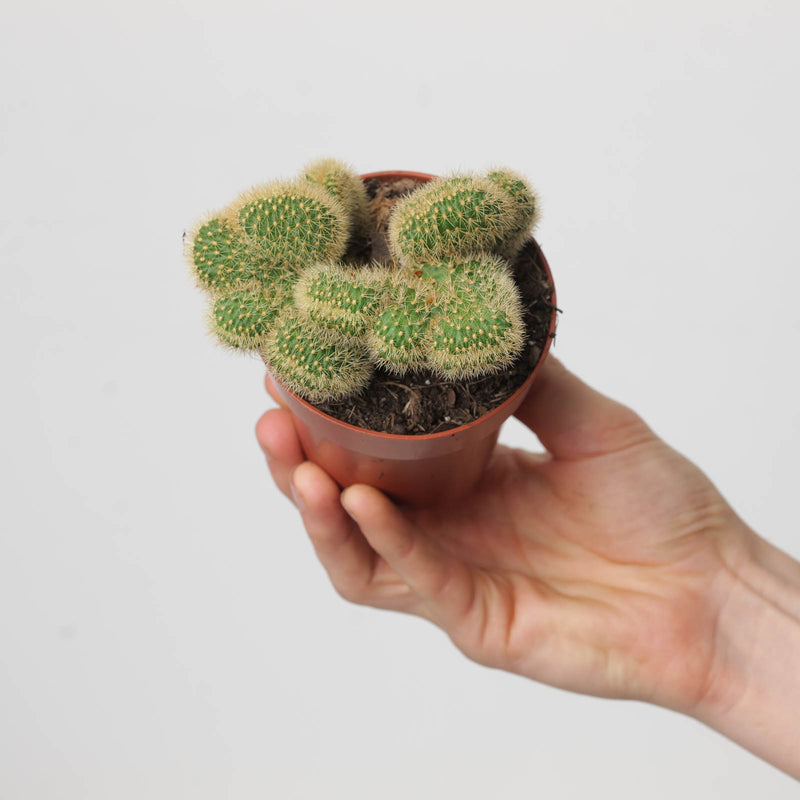 Hildewintera aureispina cristata 8.5cm Plants GrowTropicals