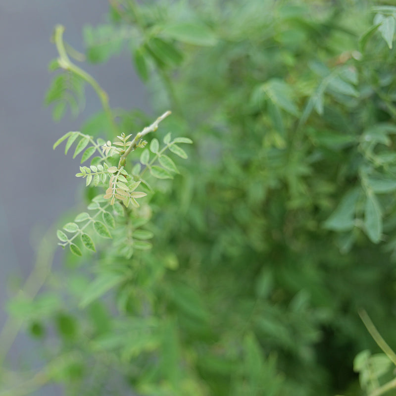 Wisteria floribunda f. microphylla 'Hime' Plants - Outdoor GROW TROPICALS