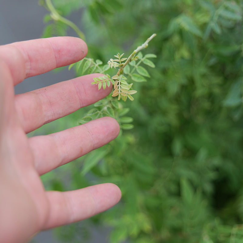 Wisteria floribunda f. microphylla 'Hime' Plants - Outdoor GROW TROPICALS