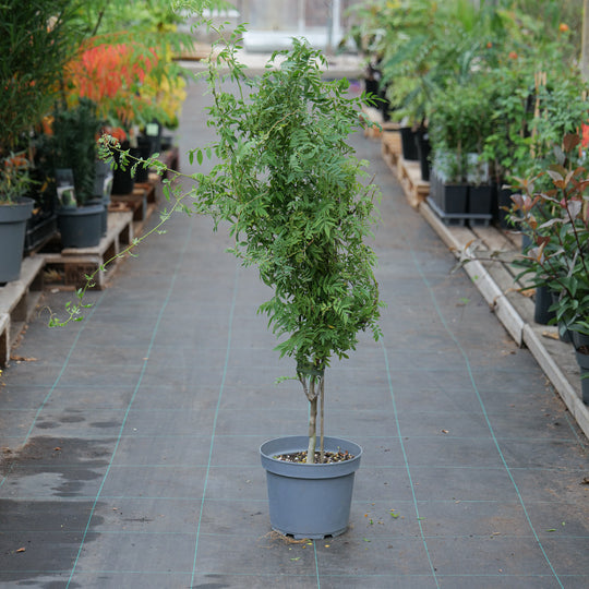 Wisteria floribunda f. microphylla 'Hime' 23cm / 5L Plants - Outdoor GROW TROPICALS
