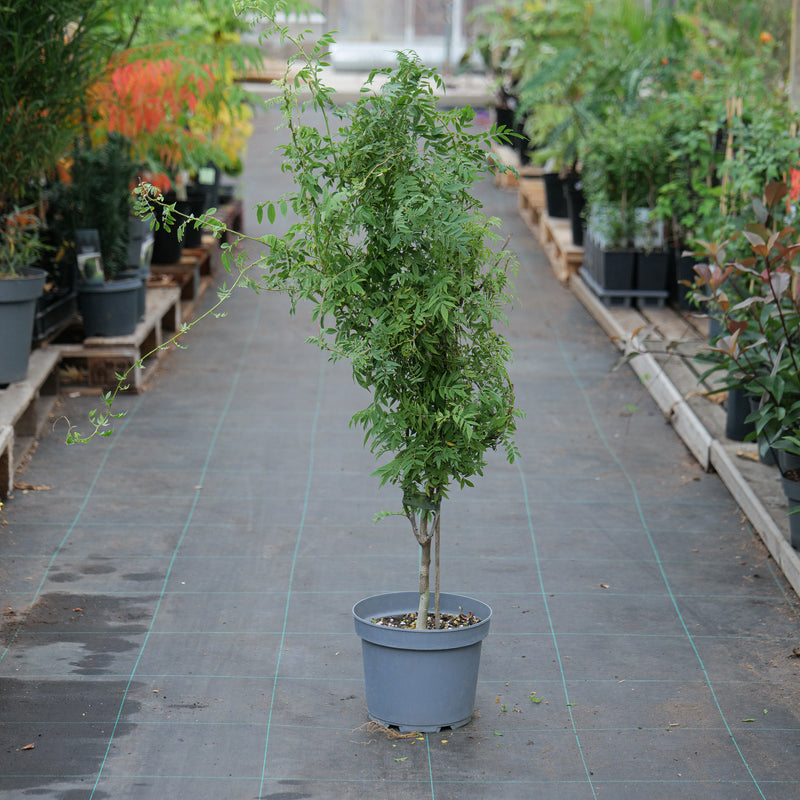 Wisteria floribunda f. microphylla 'Hime' — 23cm / 5L