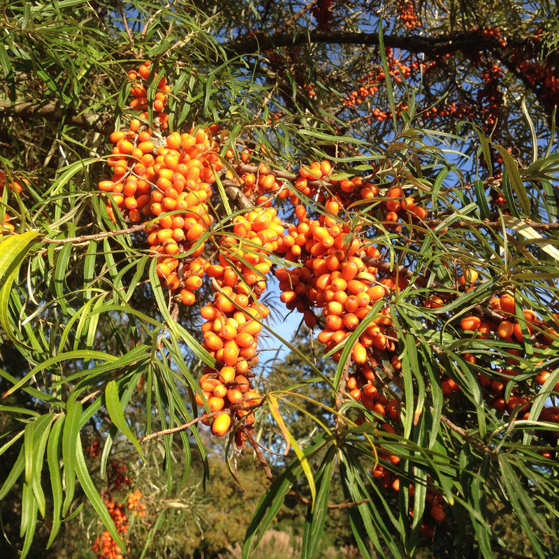 Hippophae rhamnoides 'Leikora' — 17cm / 2L