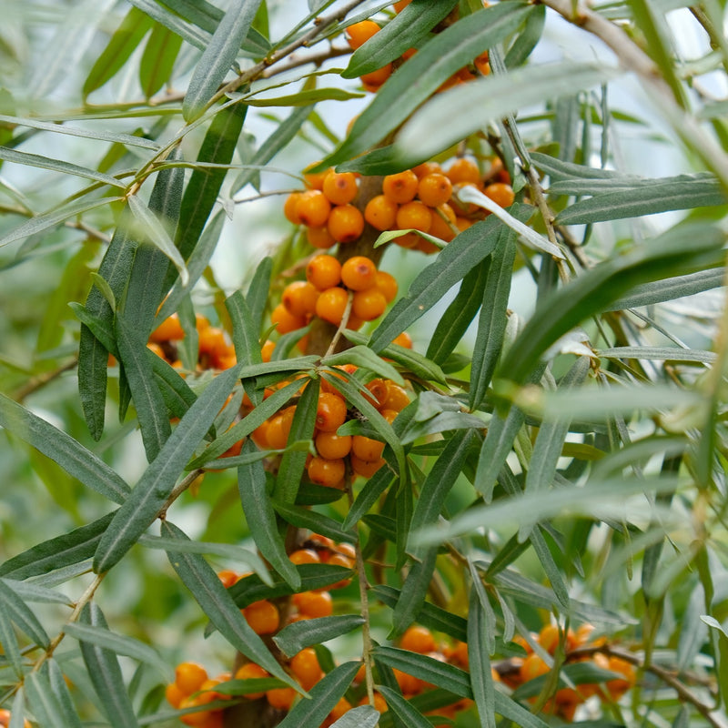 Hippophae rhamnoides 'Leikora' Plants - Outdoor GROW TROPICALS