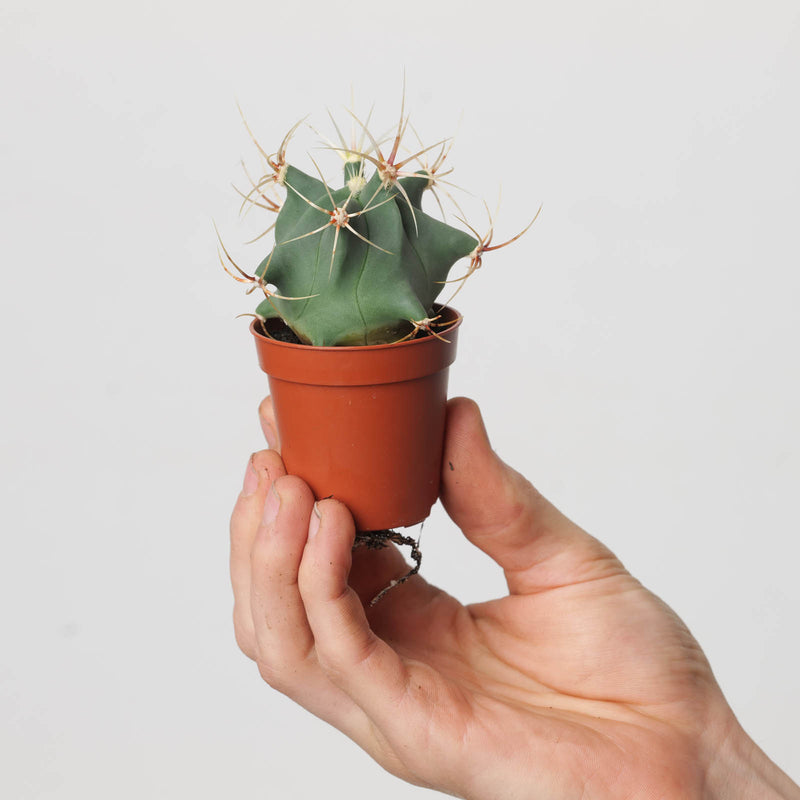 Ferocactus histrix — 5.5cm