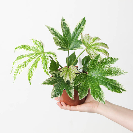 Fatsia japonica 'Spiders Web' 12cm Plants GrowTropicals