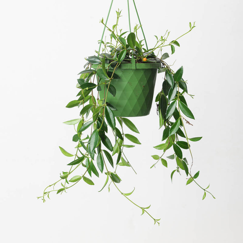 Codonanthe crassifolia 14cm Plants GrowTropicals