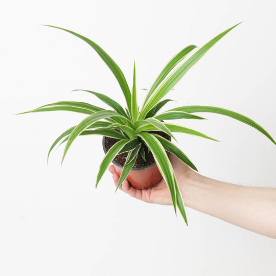 Chlorophytum comosum 'Ocean' Plants GrowTropicals