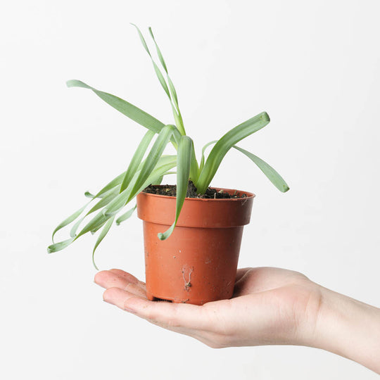 Cyrtanthus spiralis Plants GrowTropicals
