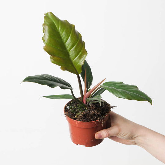 Philodendron 'Caramel Pluto' 10.5cm Plants GrowTropicals