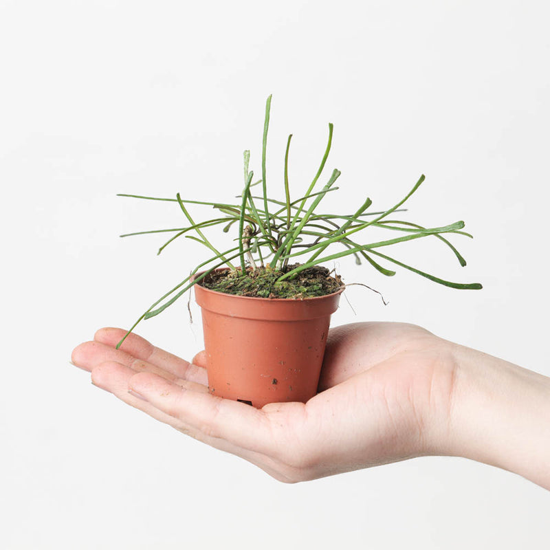 Hoya retusa 6cm Plants GrowTropicals