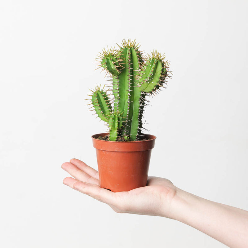 Euphorbia fruticosa — 8.5cm