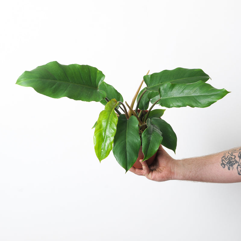 Philodendron 'Jungle Fever' Plants GrowTropicals
