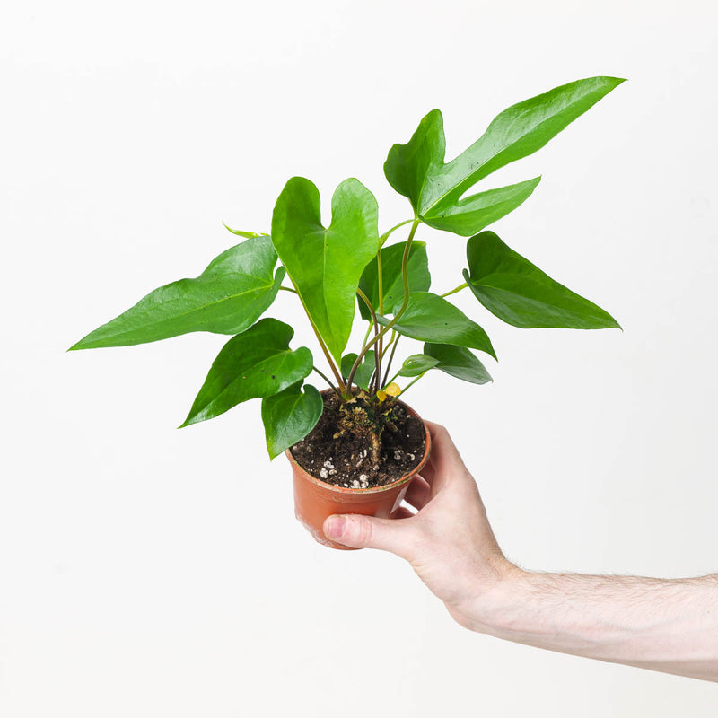 Anthurium podophyllum — 9cm
