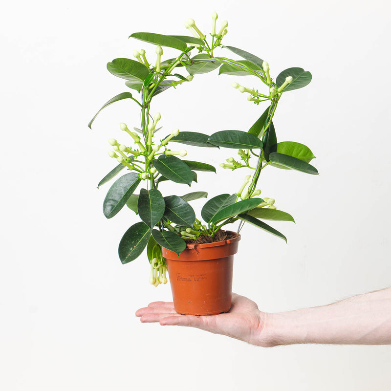 Stephanotis floribunda | Madagascan Jasmine Plants GrowTropicals