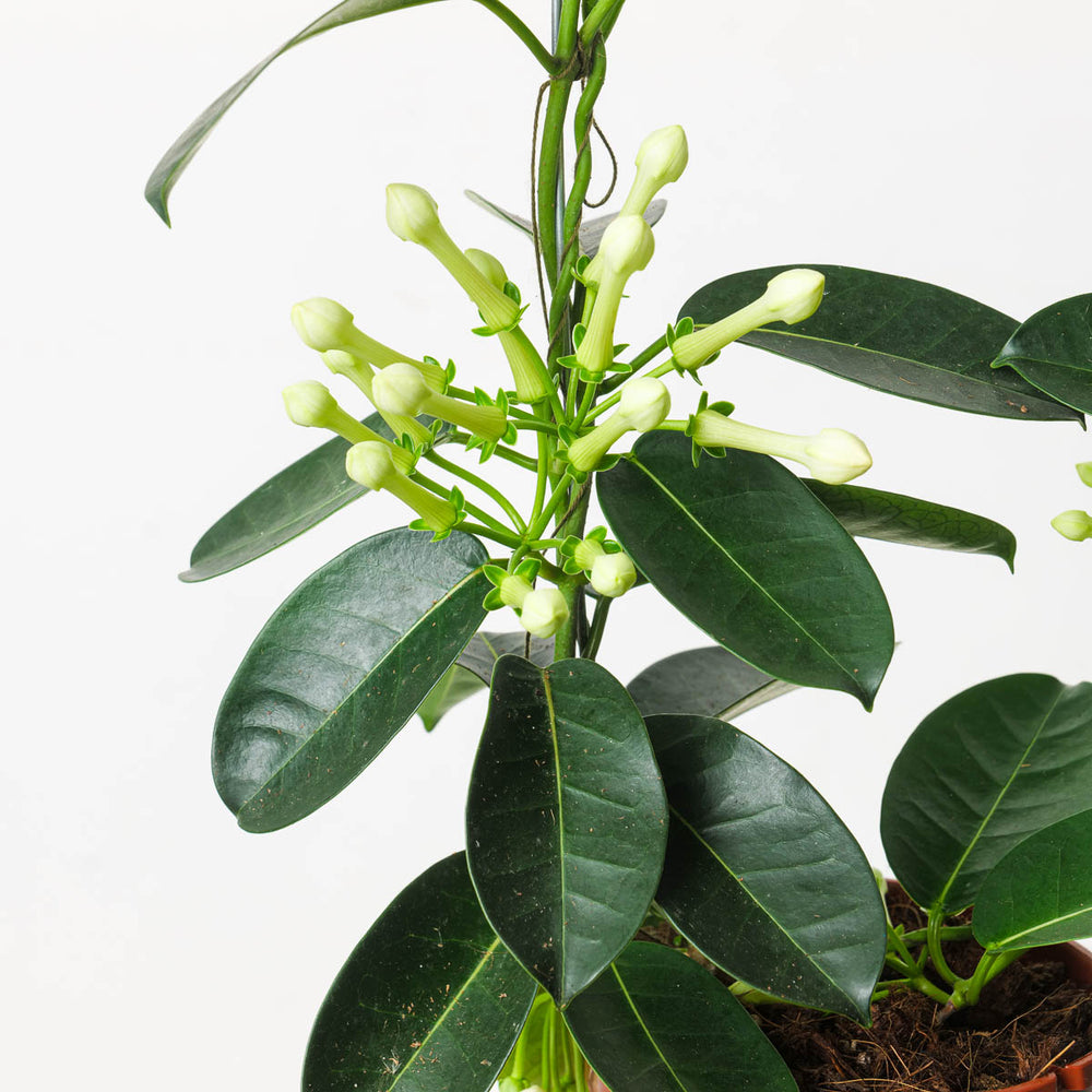 Stephanotis floribunda | Madagascan Jasmine - GROW TROPICALS